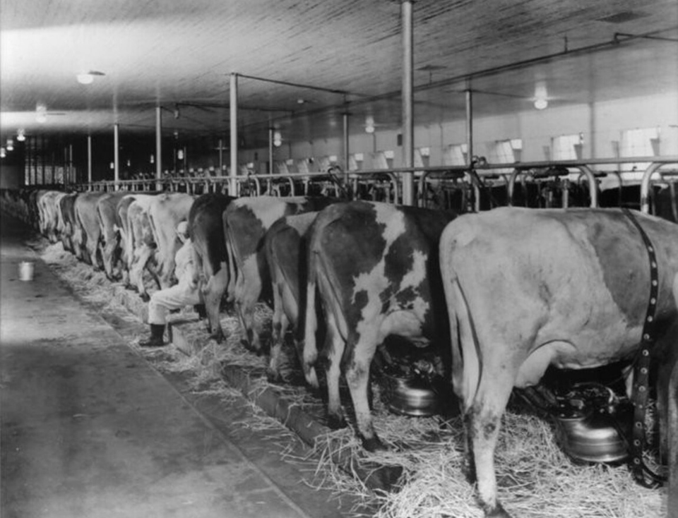 Alpenrose Dairy Cows