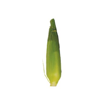 Image of Corn - 1 count