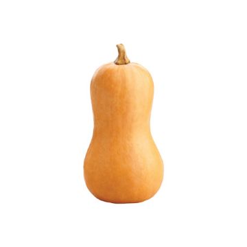 Image of Butternut Squash