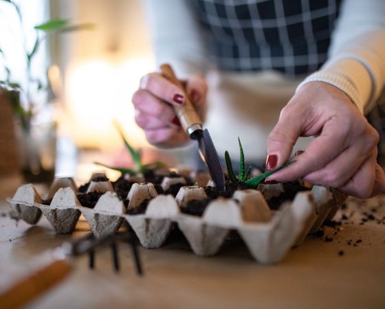 Egg Carton Planter